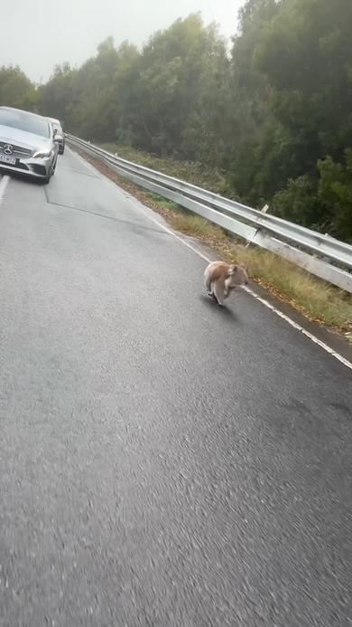 道路を歩くコアラ