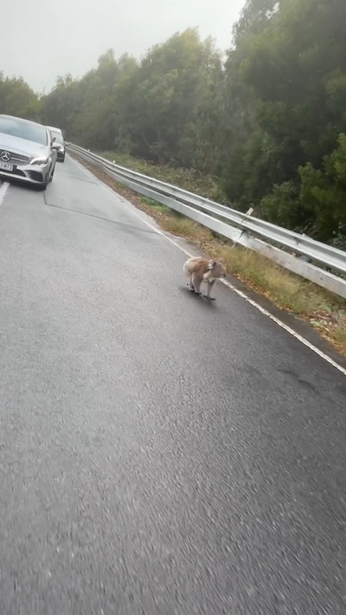 道路を歩くコアラ