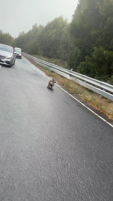 道路を歩くコアラ
