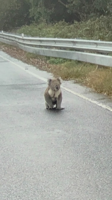 道路を歩くコアラ