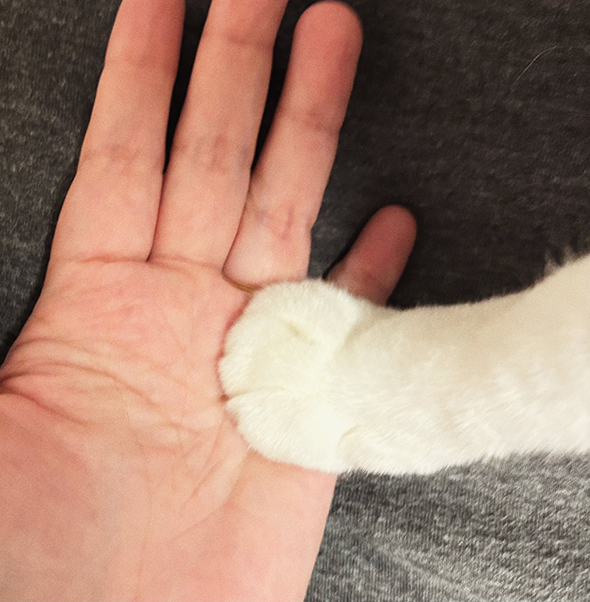 手相を撮影しようとしたら