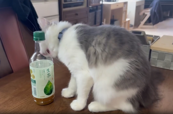 ペットボトルで遊ぶ小雨ちゃん