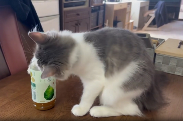 前足を使って動かしますが……