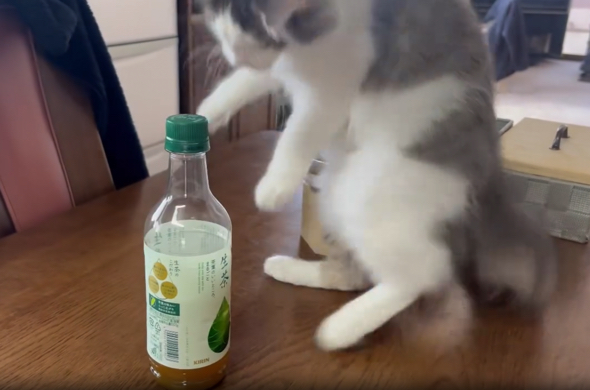 びっくりして後ろへ飛び跳ねる小雨ちゃん