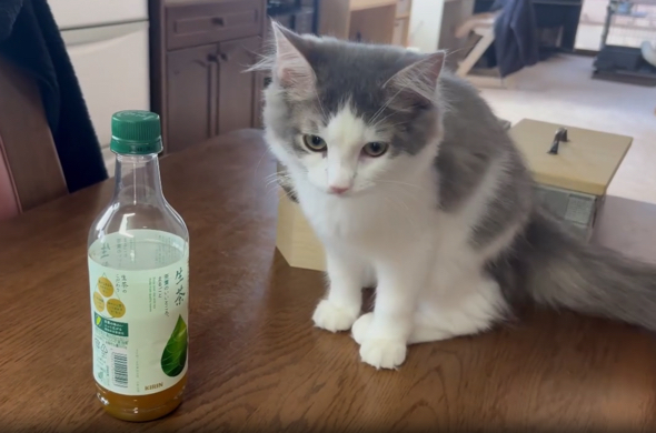 ハチワレ模様が愛らしい小雨ちゃん