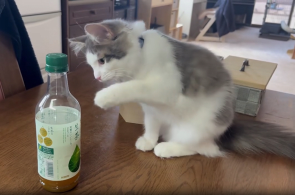 好奇心には勝てないようです