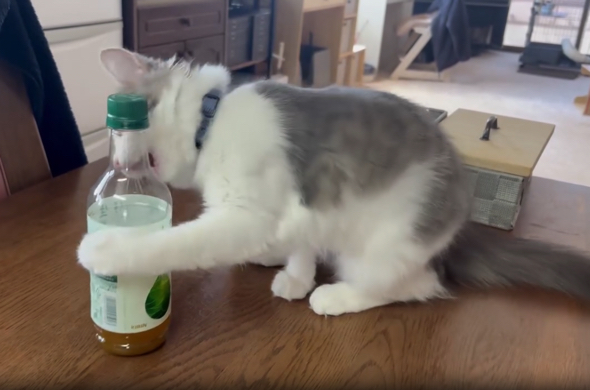 前足とお口を使ってみますが……