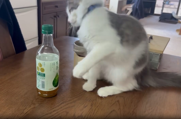 再び驚いてしまう小雨ちゃんなのでした