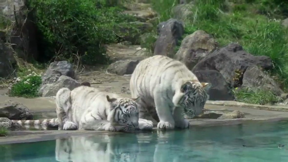 ホワイトタイガー