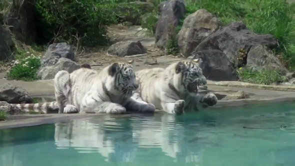 ホワイトタイガー