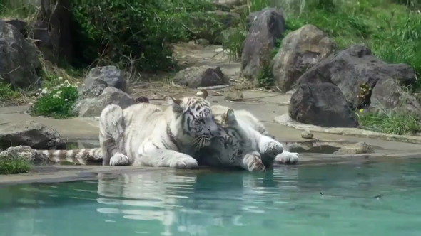 ホワイトタイガー