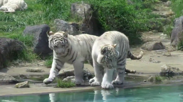 ホワイトタイガー