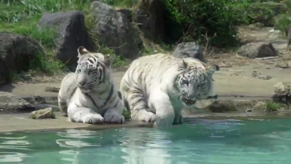 ホワイトタイガー