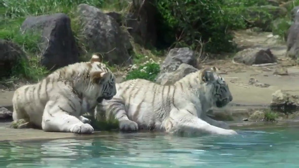 ホワイトタイガー