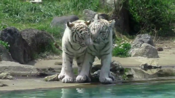 ホワイトタイガー