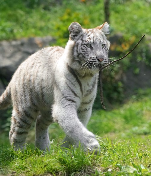 うっきうきのホワイトタイガー
