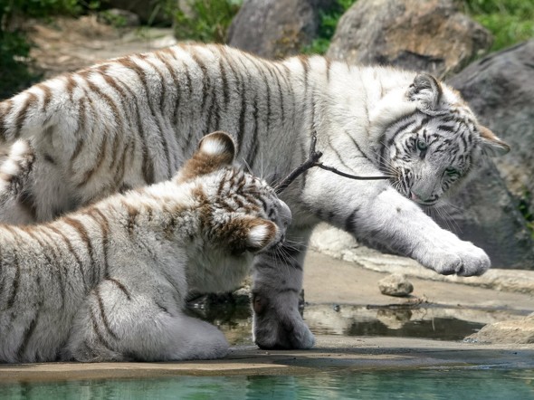 うっきうきのホワイトタイガー