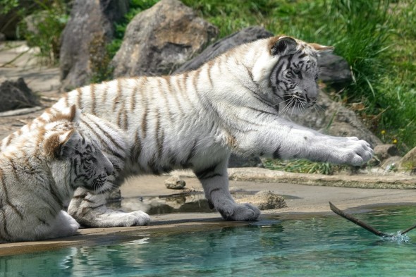 うっきうきのホワイトタイガー