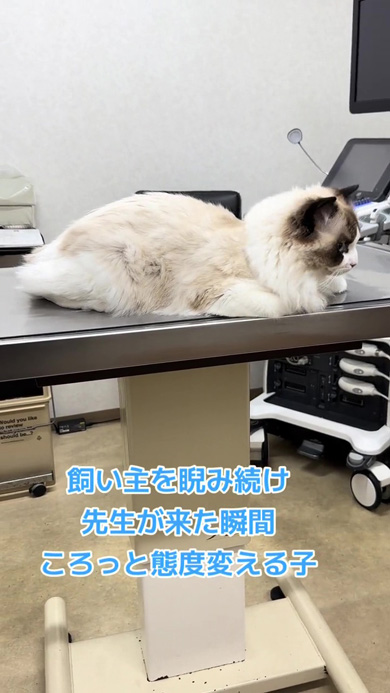 動物病院の猫