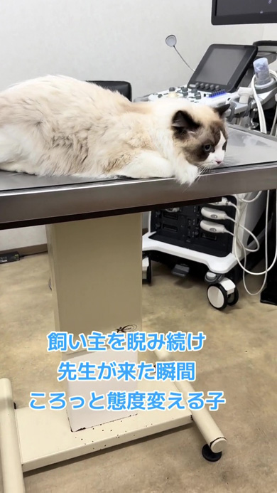 動物病院の猫
