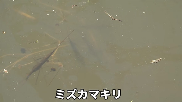 ミズカマキリ