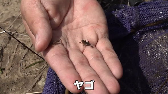 ヤゴ