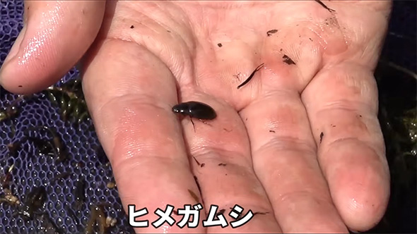 ヒメガムシ