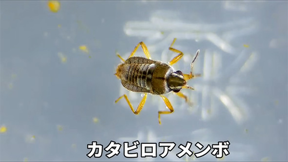 カタビロアメンボ