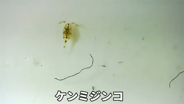 ケンミジンコ