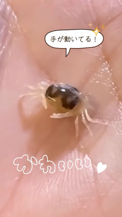 アサリの中にカニがいた