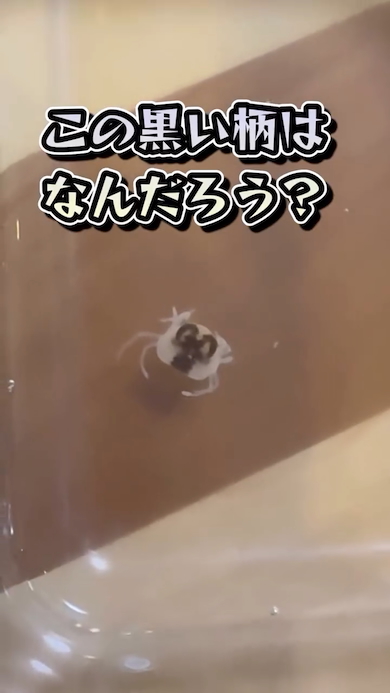 アサリの中にカニがいた