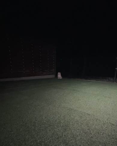 夜のドッグランに佇む犬