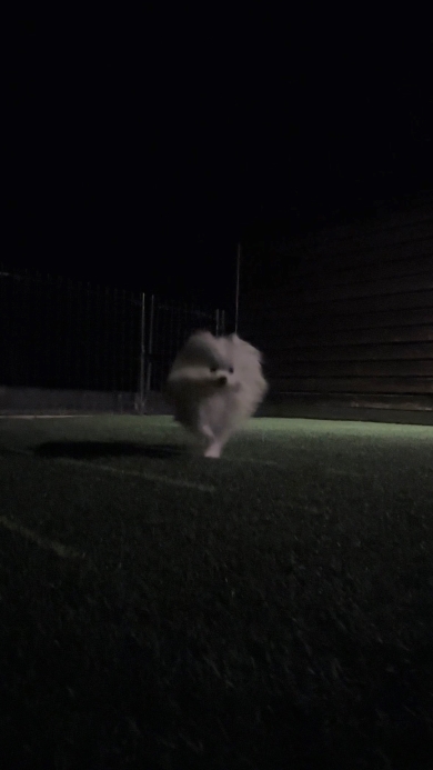 夜のドッグランに佇む犬