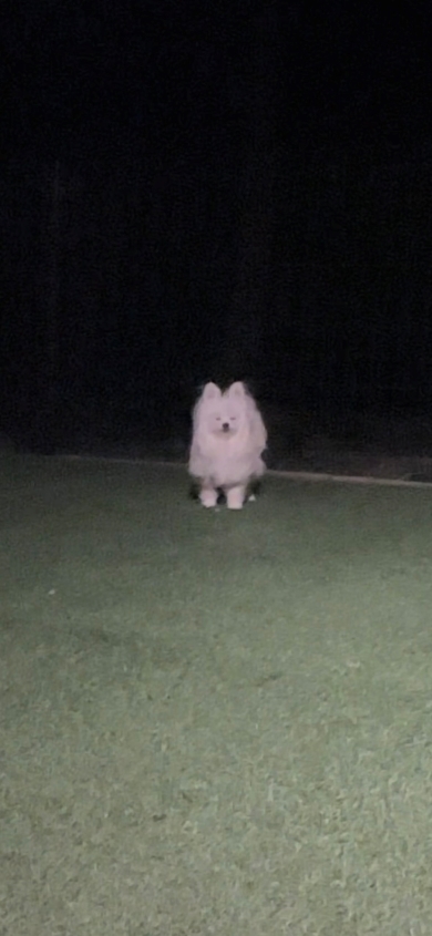 夜のドッグランに佇む犬