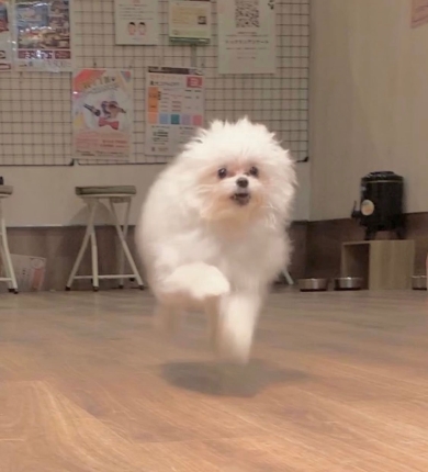 夜のドッグランに佇む犬