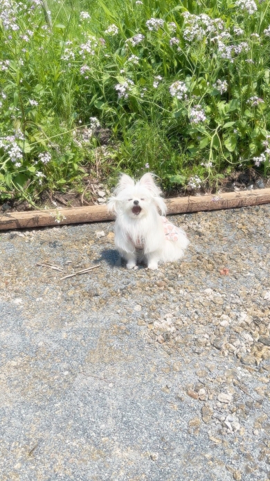 夜のドッグランに佇む犬