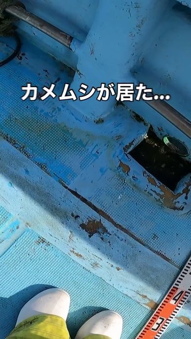 足元に落下したカメムシ