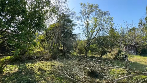 木を切ったところ