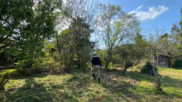 木を切ったところ