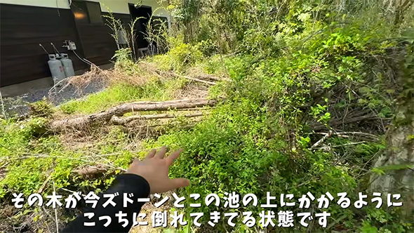 その木がズドーン