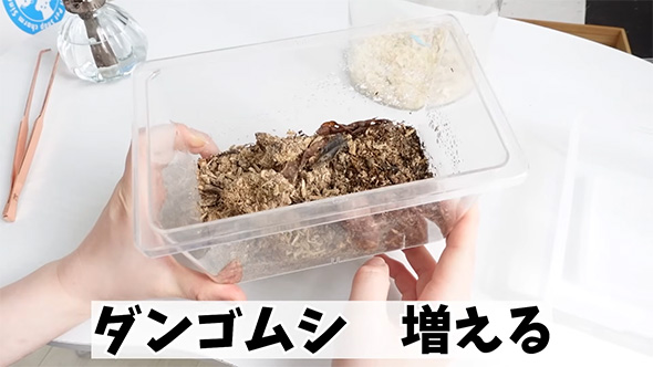 ダンゴムシ増える