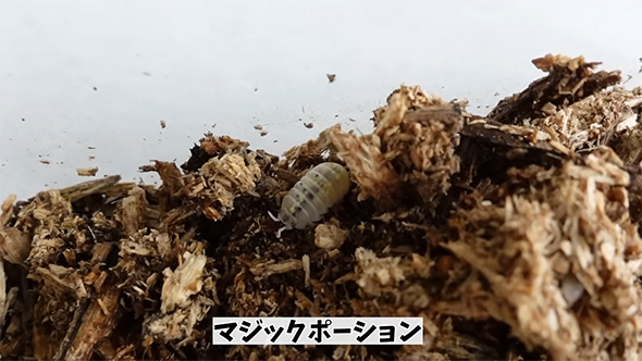 マジックポーション