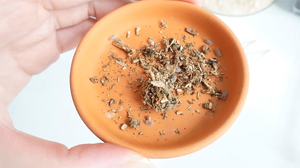 木片からダンゴムシ