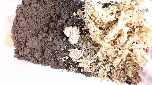 右側に集まるダンゴムシ