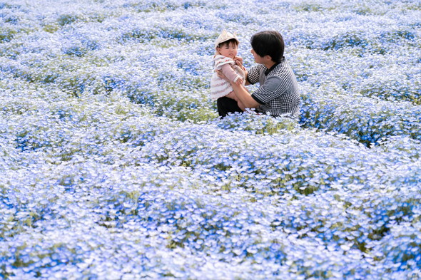 ネモフィラの中の夫と娘