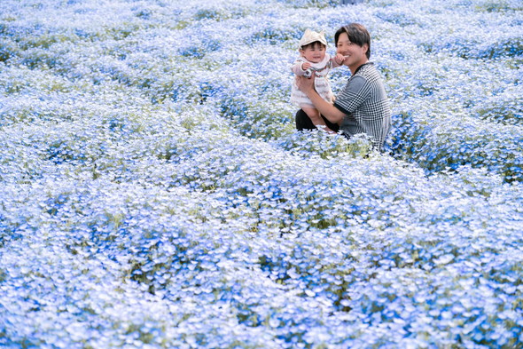 ネモフィラの中の夫と娘