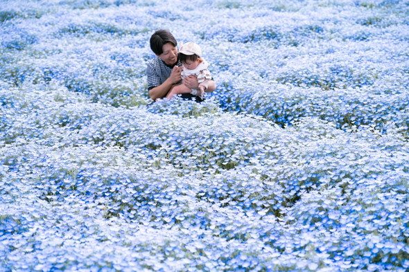 ネモフィラの中の夫と娘