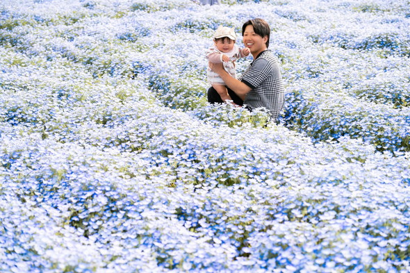 ネモフィラの中の夫と娘