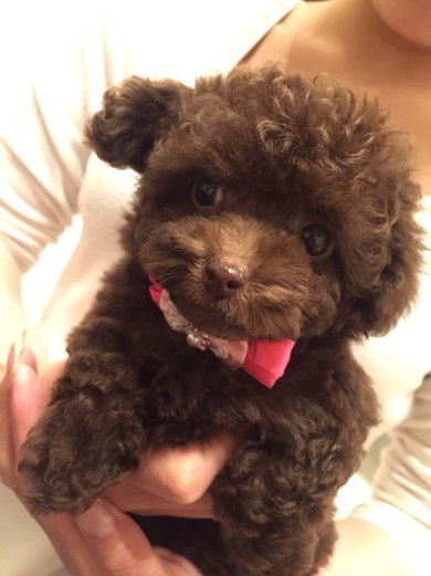 抱っこされているトイプードルの子犬