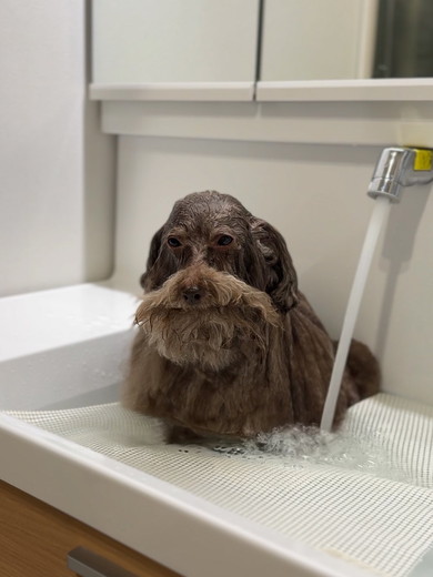 抱っこされているトイプードルのワンコ